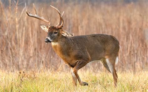 Characteristics of Whitetail Deer Antlers | Mossy Oak Gamekeeper