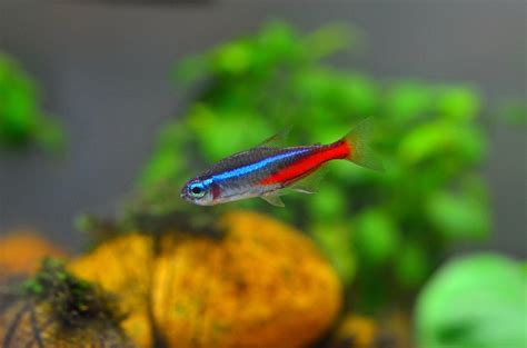 Neon tetra temperature - ladegtu