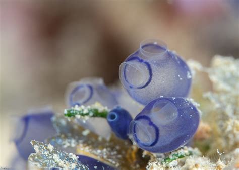 Tunicates - Subphylum Tunicata | for More marine life, pleas… | Flickr