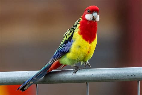 Australian Parrots - Australia's Wonderful Birds