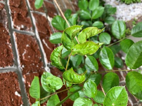 Anyone know what could be causing this leaf curl? : r/Roses