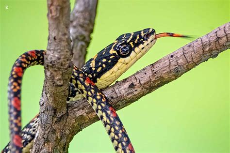 Ornate Flying Snake: Nature’s Gliding Jewel | Roundglass | Sustain