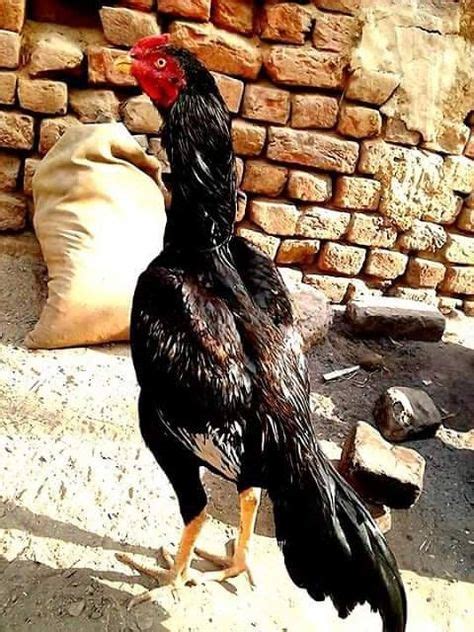 30 Aseel ideas | chicken breeds, game fowl, chickens