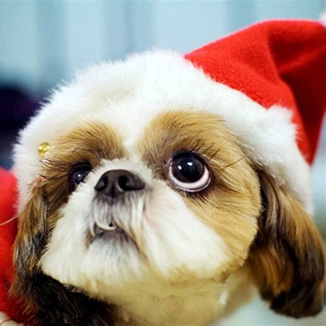 iPad Wallpapers: Free Download Christmas Pets iPad Wallpapers ...