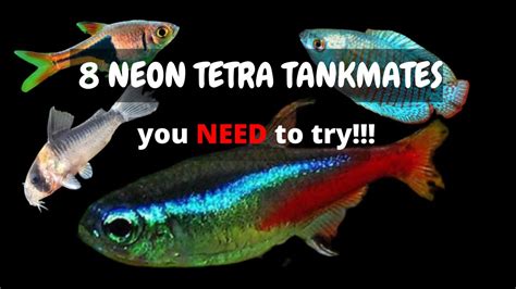 8 BEST Neon Tetra Tank Mates You Need To Try - YouTube