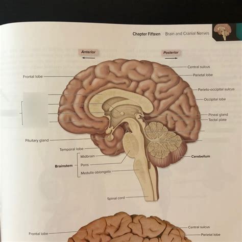 human brain cut Diagram | Quizlet