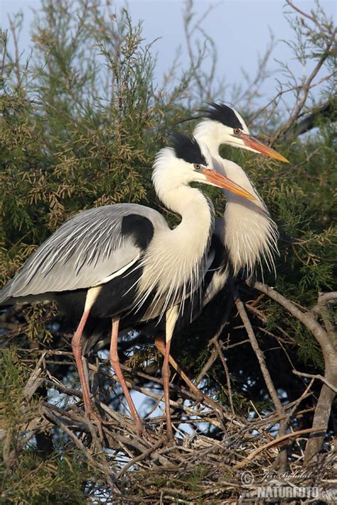 Grey Heron Photos, Grey Heron Images, Nature Wildlife Pictures ...