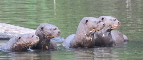 Peru Amazon Tours::Manu Reserved Zone (a pristine wilderness) 6 Days (5 ...