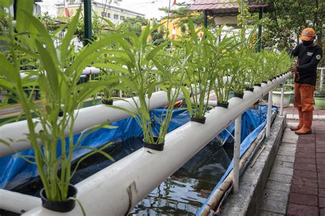 Mengunjungi Kawasan Pertanian Perkotaan di Jakarta