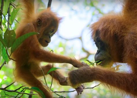 30 Best Nature Documentaries of All Time | Stacker