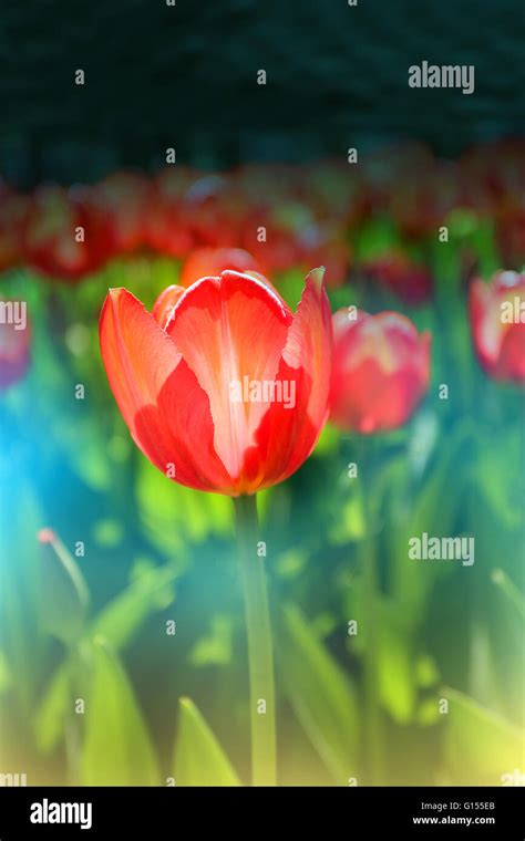 Red tulips painting hi-res stock photography and images - Alamy