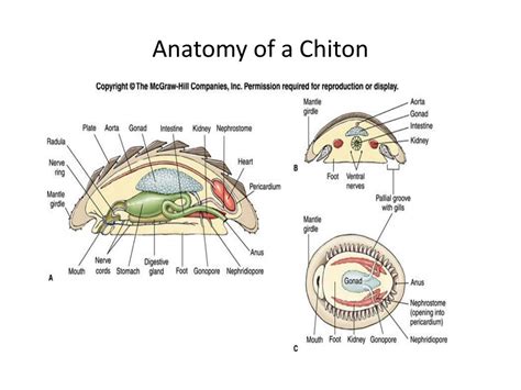 Chiton Anatomy - Anatomical Charts & Posters