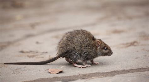 Get to Know Your Arizona Rat | Burns Pest Elimination