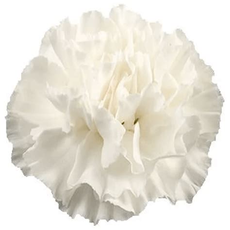 Carnation White - FlowersAndServices®