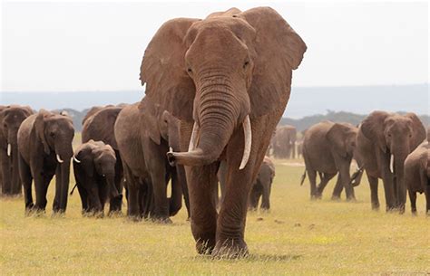 How Habitat Loss Puts Endangered Elephants at Risk of Human Conflict | Endangered elephants ...