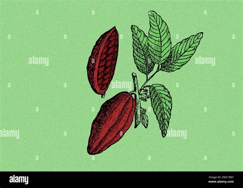 Concept Art Illustration. Open Cocoa Pod Showing Cocoa Beans Stock Photo - Alamy