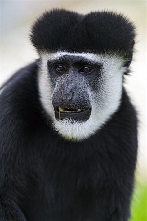 Portrait of a colobus monkey | Next primate: portrait of a c… | Flickr