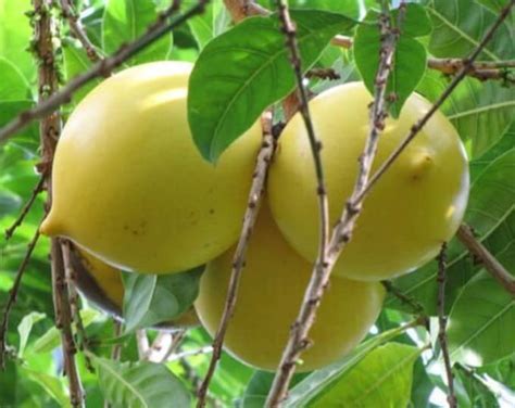 3 Gallon Live Abiu Fruit Tree, Caimito Amarillo - Etsy