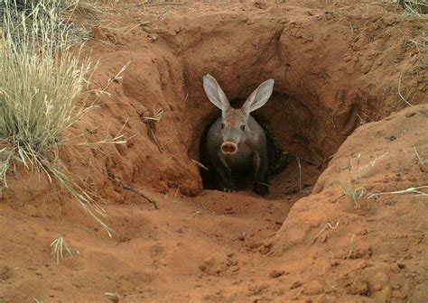 The Amazing World of Aardvarks: Uncovering Their Secret Lives