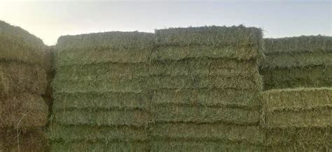 Rhodes Grass Hay - Horses Middle East