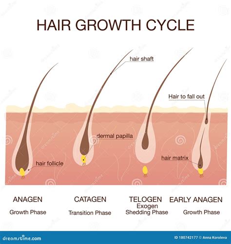 Hair Growth Phase Step by Step.Stages of the Hair Growth Cycle Stock ...