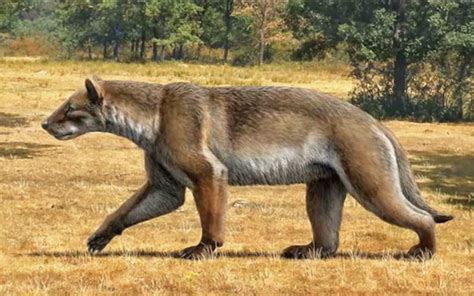 The extinct bear-dog Magericyon anceps lived in what is now Spain ...