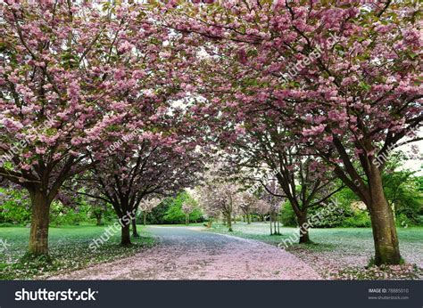 Cherry Blossom Path Stock Photo 78885010 : Shutterstock