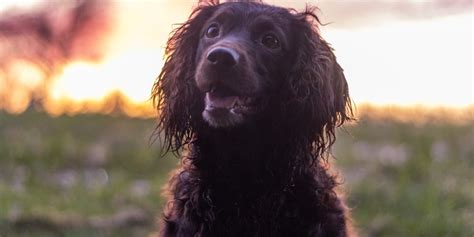 7 Popular Spaniel Mixes: Which Should You Get? – Sprocker Lovers