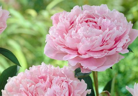 Lush Peonies add Beauty & Fragrance to Early Summer Gardens – In & Around