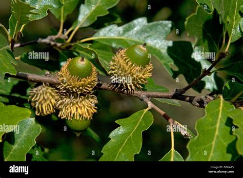 Turkey Oak (Quercus cerris), twig with unripe acorns Stock Photo - Alamy