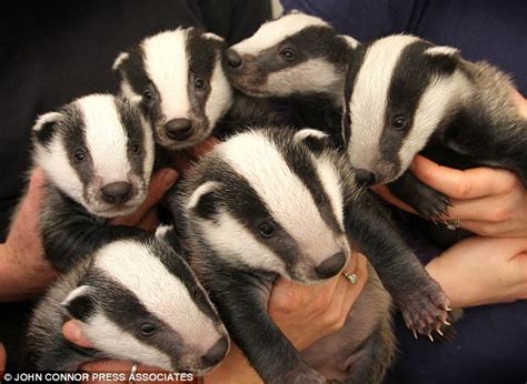 Nincompoopery: Mascot of the Month: Badgers!