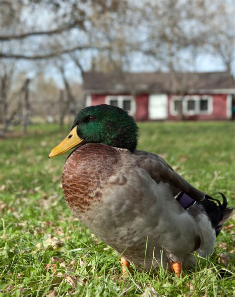 Why I Will Never Keep a Drake in My Mixed Backyard Flock - Home in the Finger Lakes