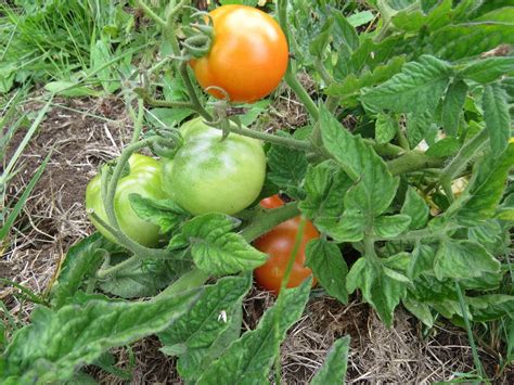 Patio Hybrid 100 Tomato Seeds Patio Tomato Seeds | Etsy