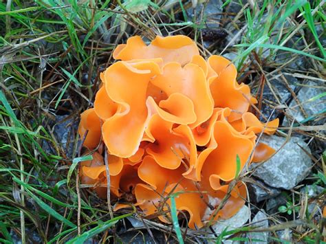 Bright Orange Fungus On Tree Uk - bmp-syrop