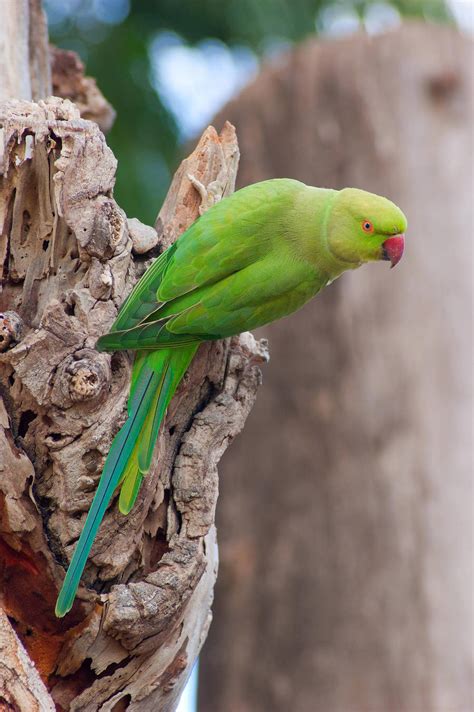 Rose-ringed Parakeet by rat-or-rat on DeviantArt