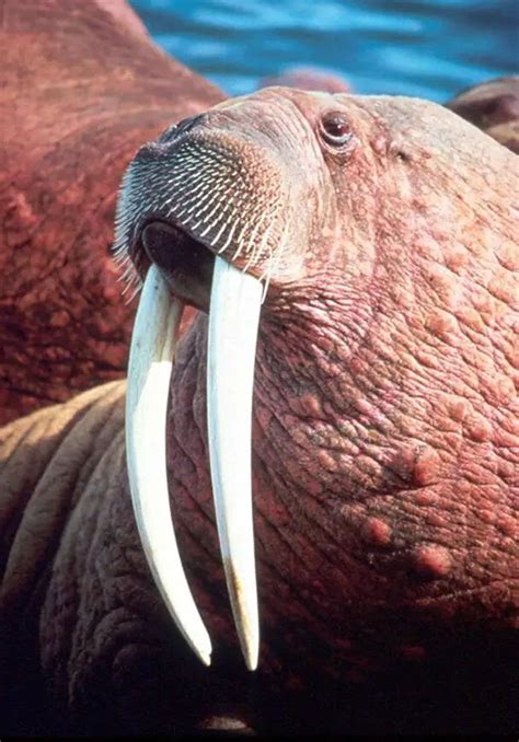 Walrus | The Animal Facts | Appearance, Diet, Habitat, Behavior