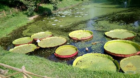 Botanical Garden Kolkata Main Gate