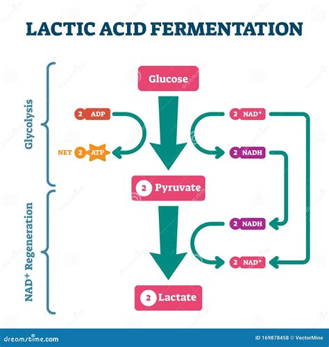 Schema Del Processo Di Fermentazione Dell'acido Lattico, Diagramma Di Illustrazione Vettoriale ...