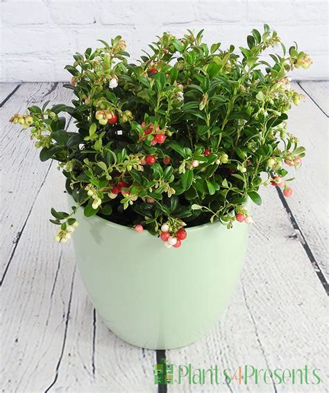 Lingonberry plants make a great gift delivered next day