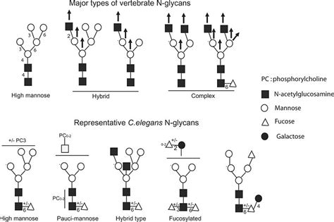 Difference Between Glycation and Glycosylation | Compare the Difference ...