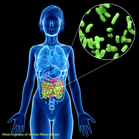 Your Gut Microbiome – What Probiotics do – Hubliss