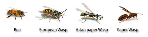 Identifying Wasps