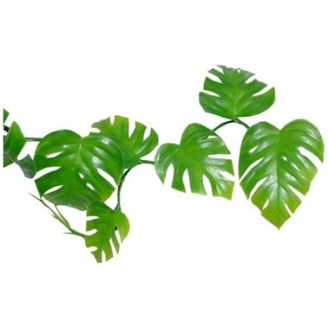 Jungle Vines Border Clip Art Free Vector For Free Download About | Pothos vine, Plants, Plant leaves