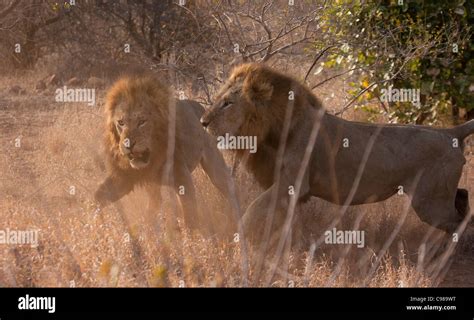 Two males lions fighting Stock Photo - Alamy