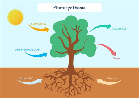 Photosynthesis | Free Photosynthesis Templates