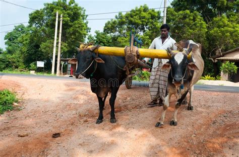 Traditional Sri Lankian Yoke Oxen Wagon Editorial Photo - Image: 23545421