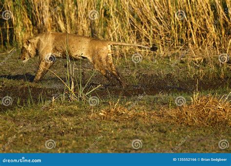 View of a Large Lion Jumping Over the Water Stock Photo - Image of jump ...