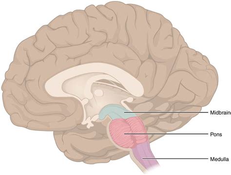 Brain Stem Death- Dutton Gregory Solicitors