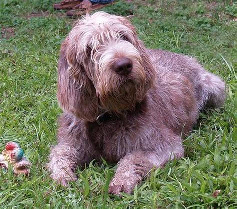 UK Spinone Italiano Breeders, Grooming, Dog, Puppies, Reviews, Articles - Muamat