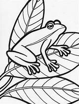 Free Printable Frog Coloring Pages For Kids sketch template